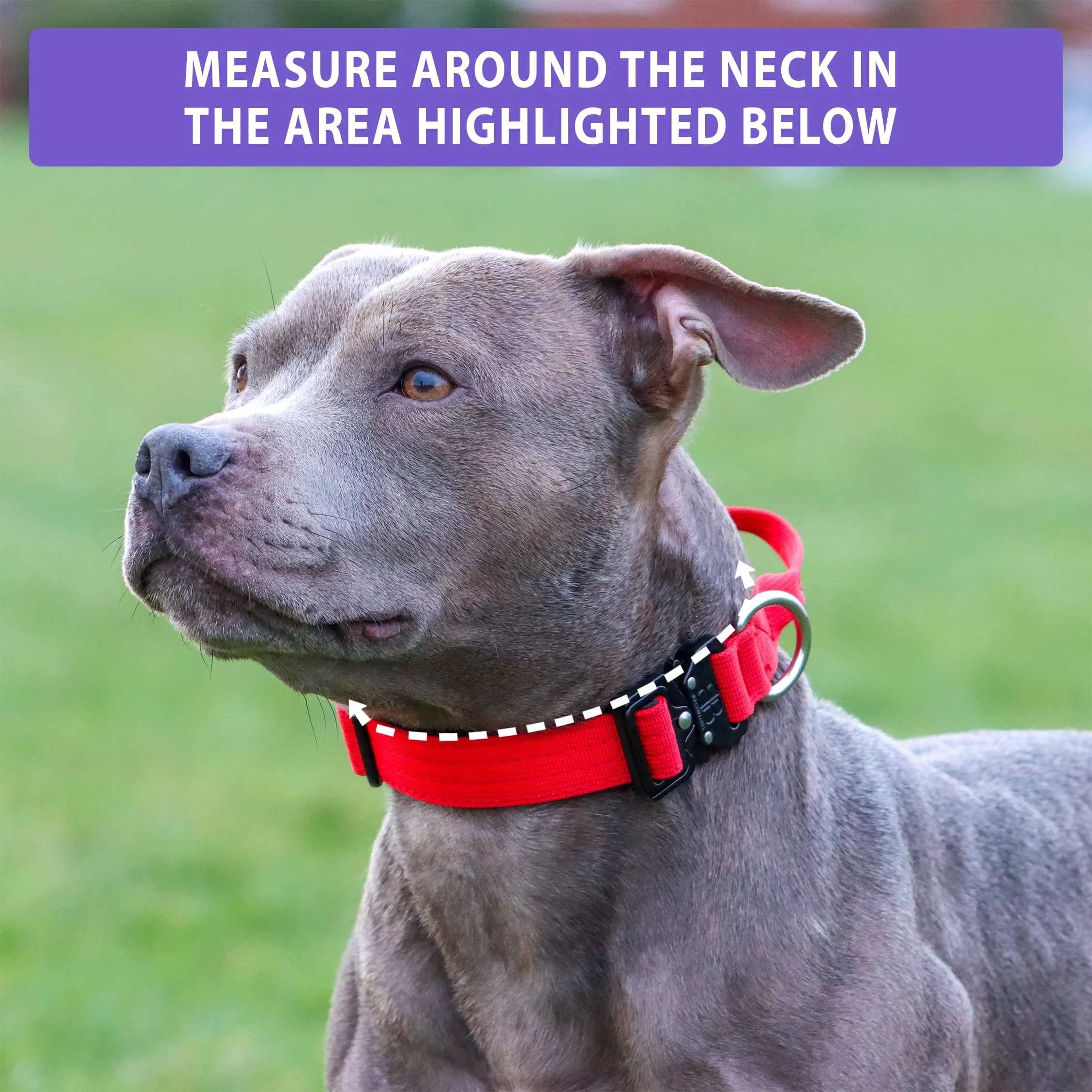 2.5cm Combat® Collar | With Handle & Rated Clip - Light Blue