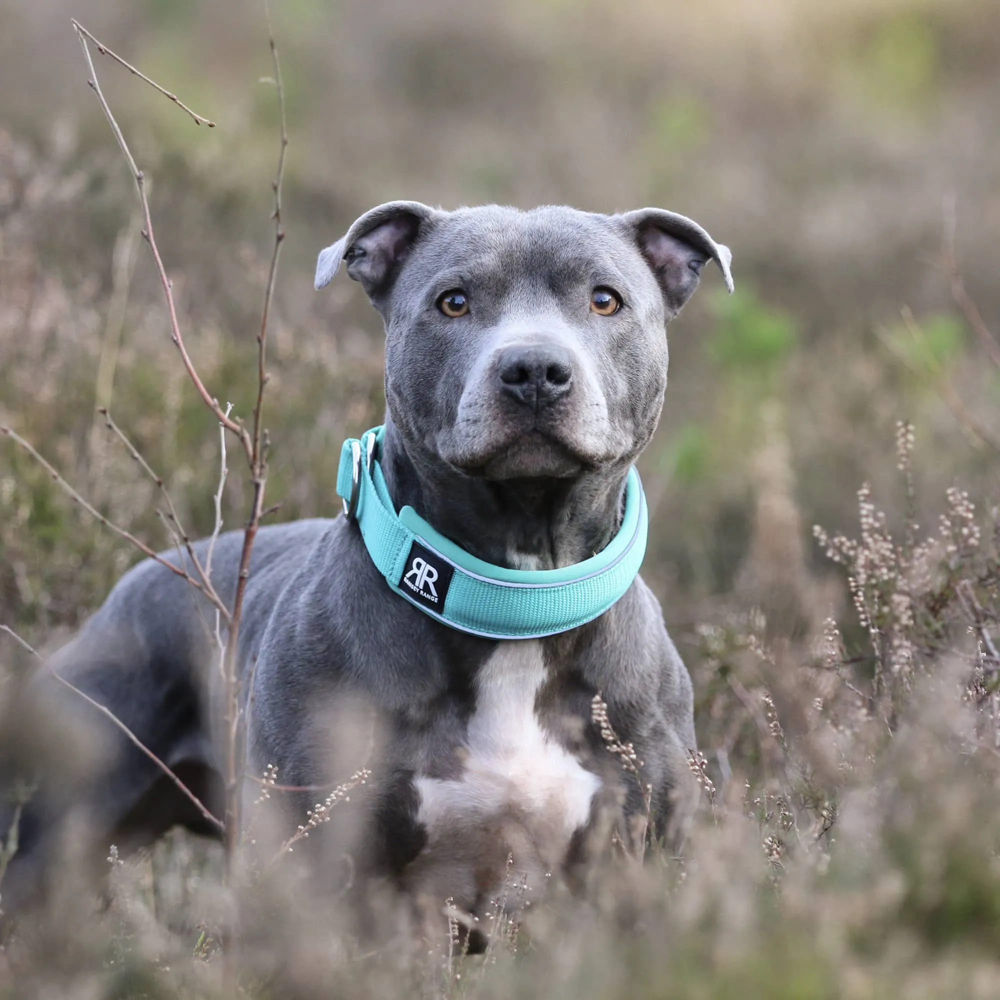 5cm Slip on Collar | Foam Padded - Blue