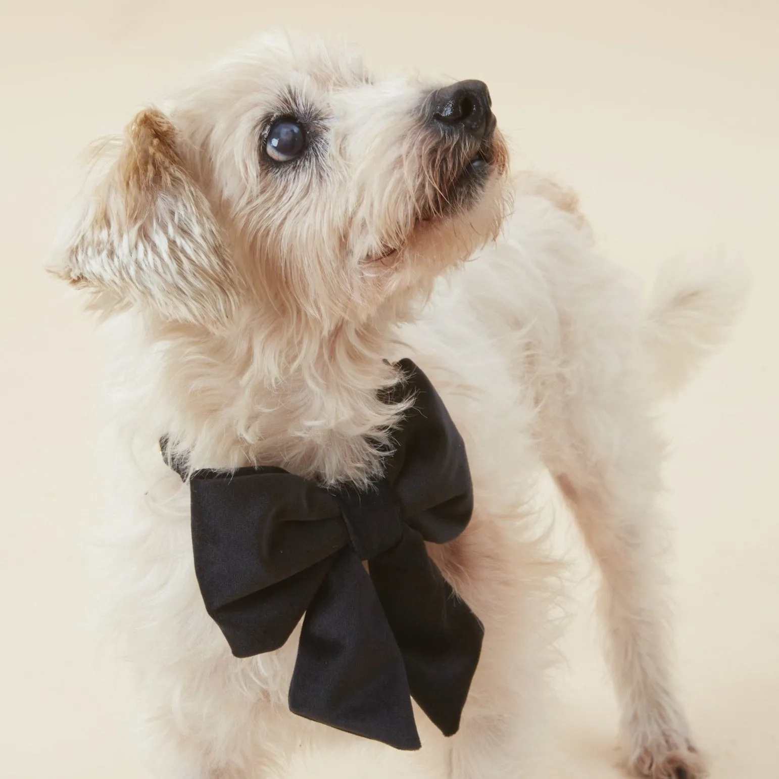 Black Velvet Lady Dog Bow