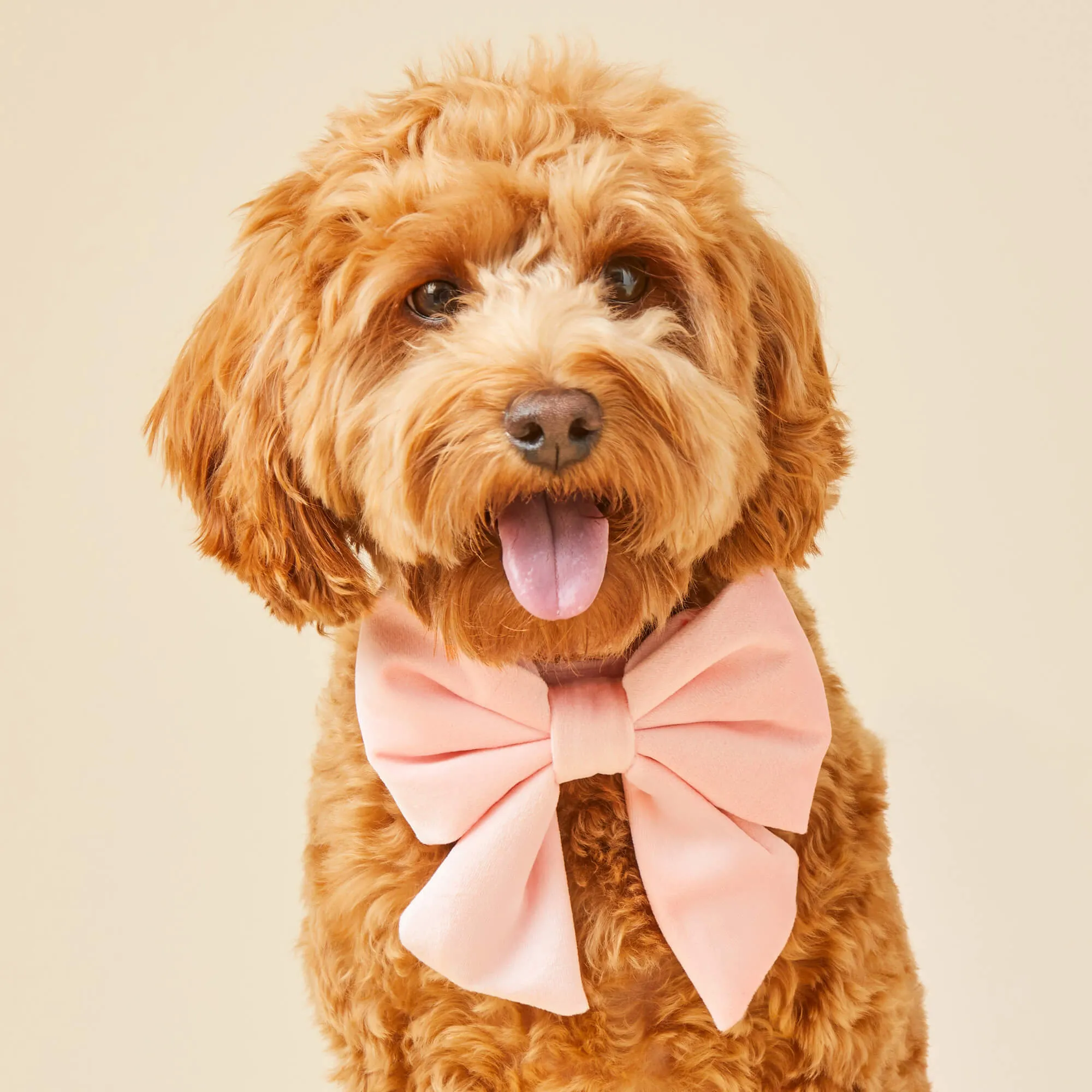 Blush Pink Velvet Lady Dog Bow