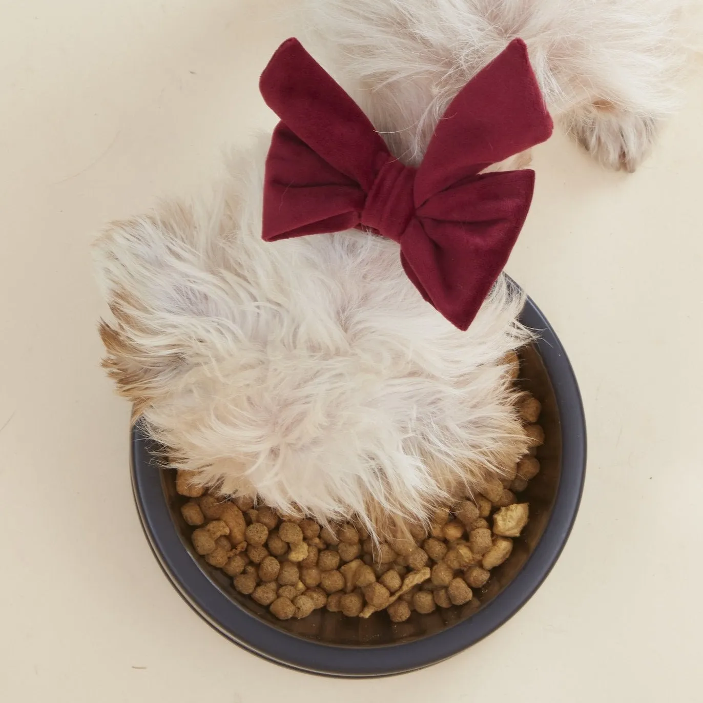 Burgundy Velvet Lady Bow Collar