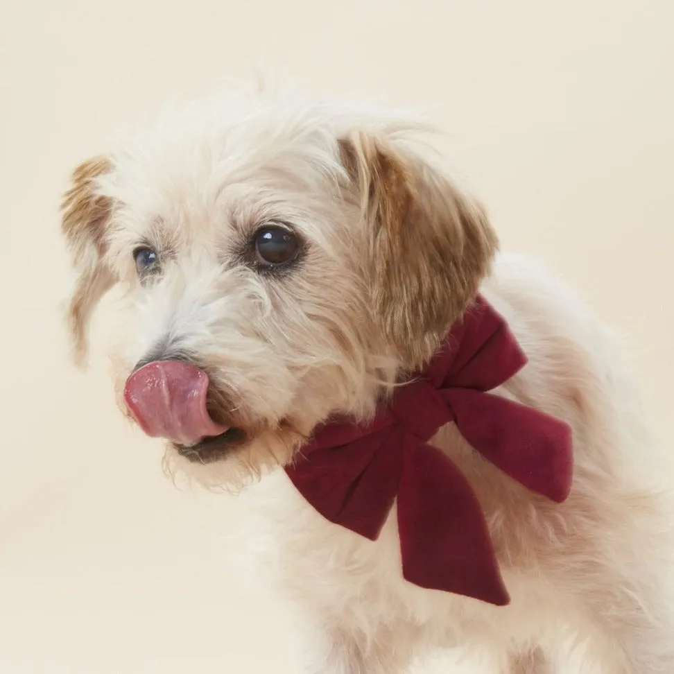 Burgundy Velvet Lady Bow Collar