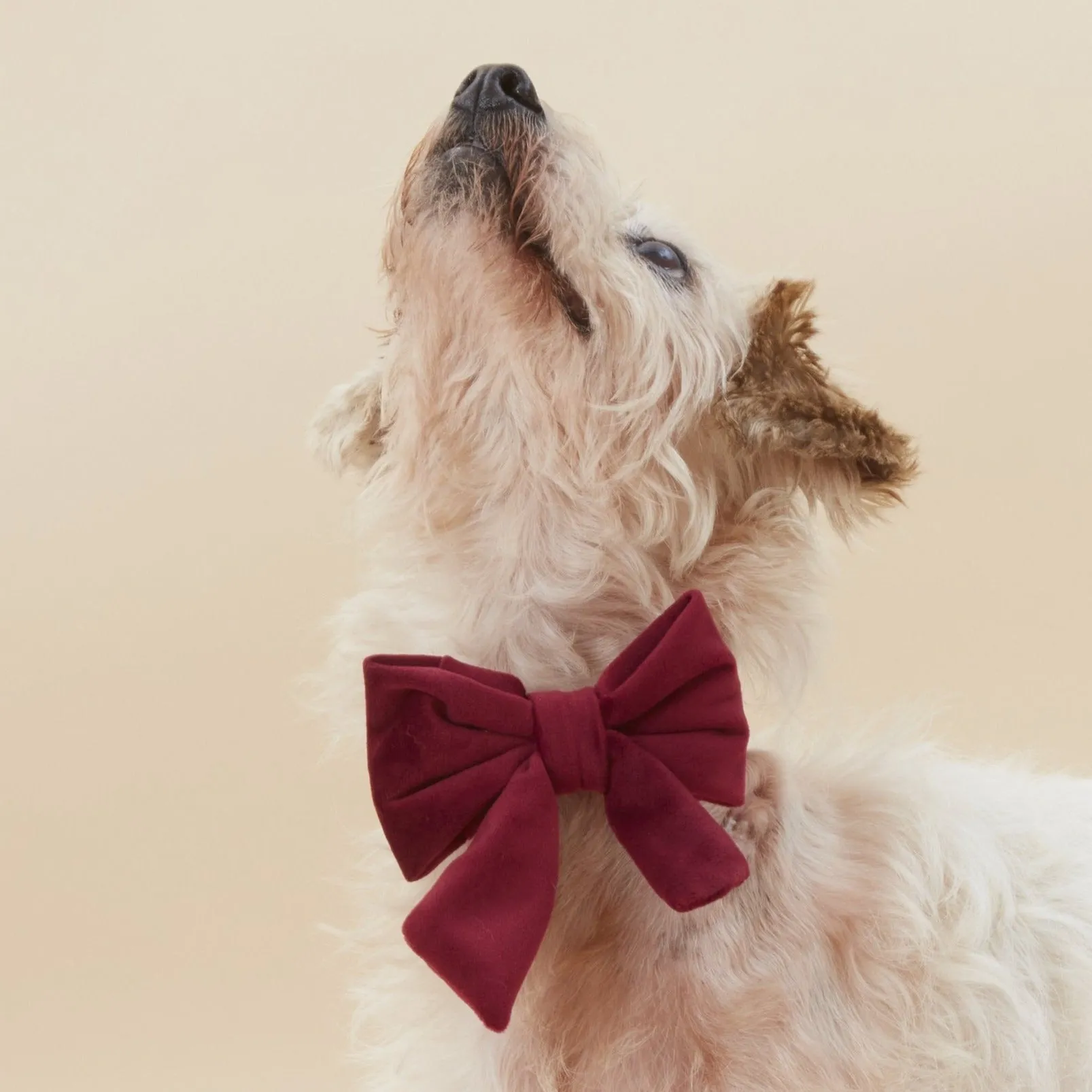 Burgundy Velvet Lady Bow Collar