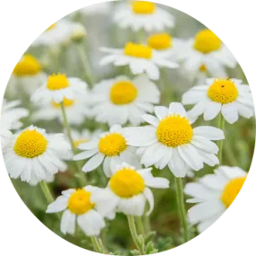 Chamomile Essential Oil - Living Libations