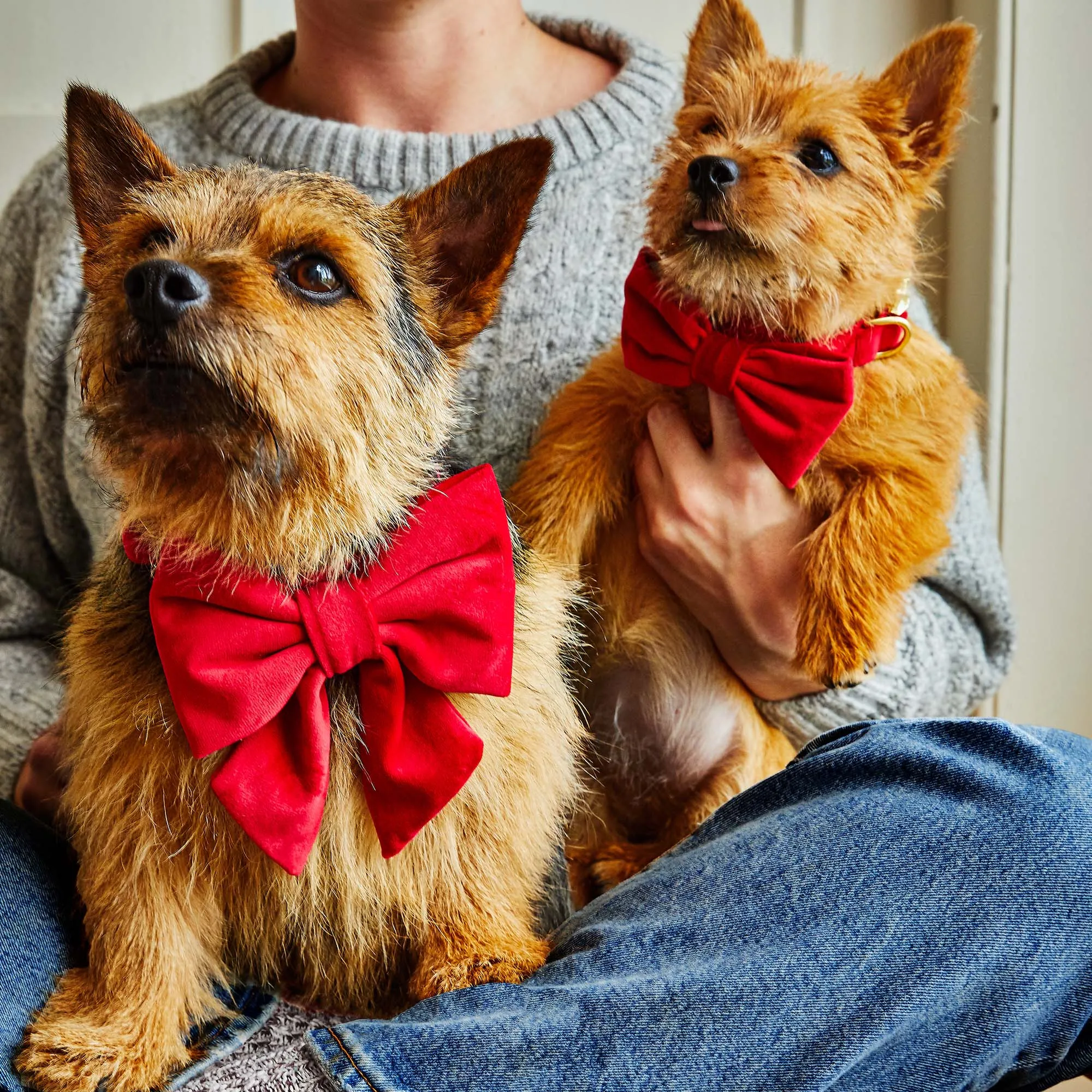 Cranberry Velvet Bow Tie Collar