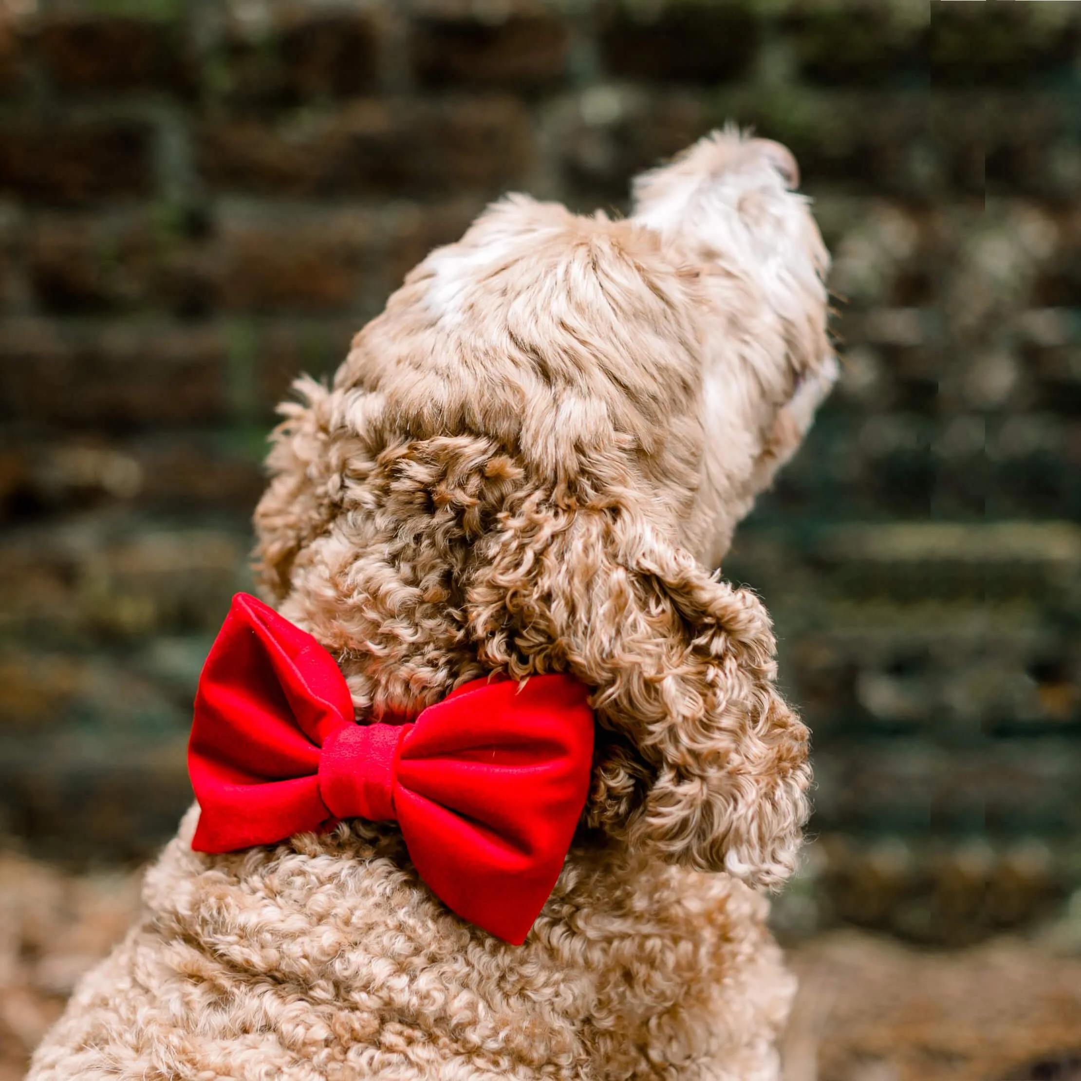 Cranberry Velvet Dog Bow Tie