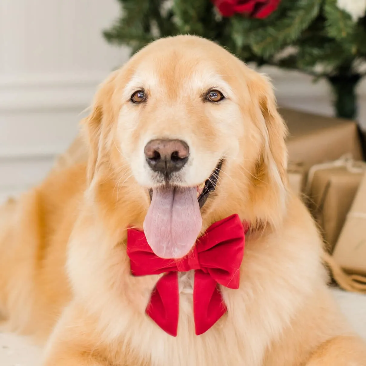 Cranberry Velvet Lady Bow Collar