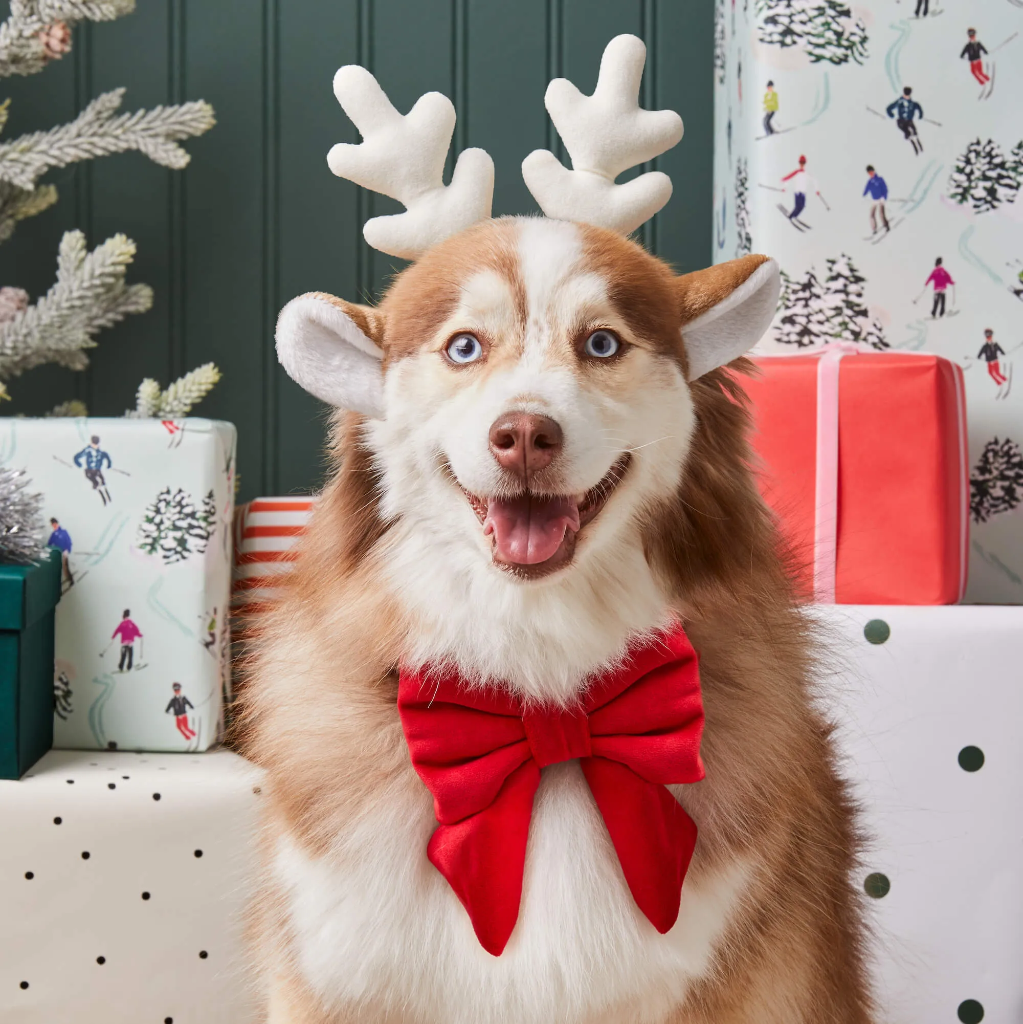 Cranberry Velvet Lady Bow Collar