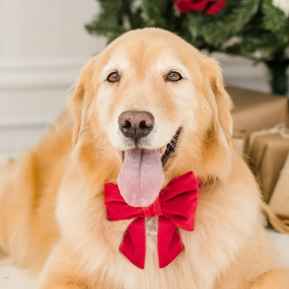 Cranberry Velvet Lady Dog Bow