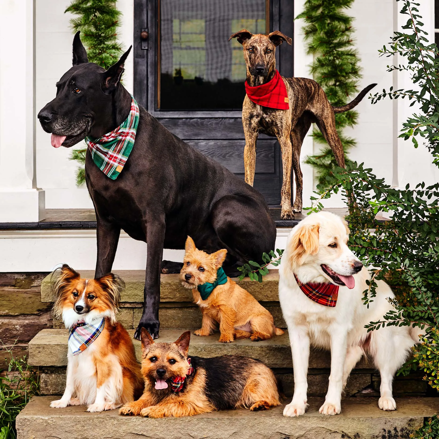 Forest Green Velvet Bow Tie Collar