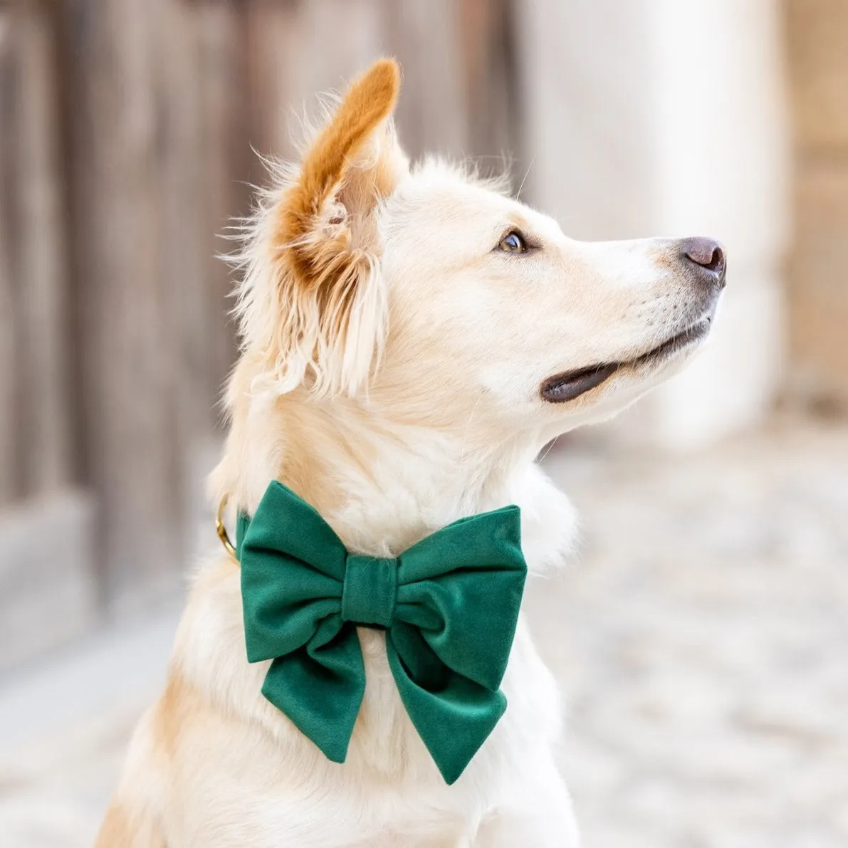 Forest Green Velvet Lady Bow Collar