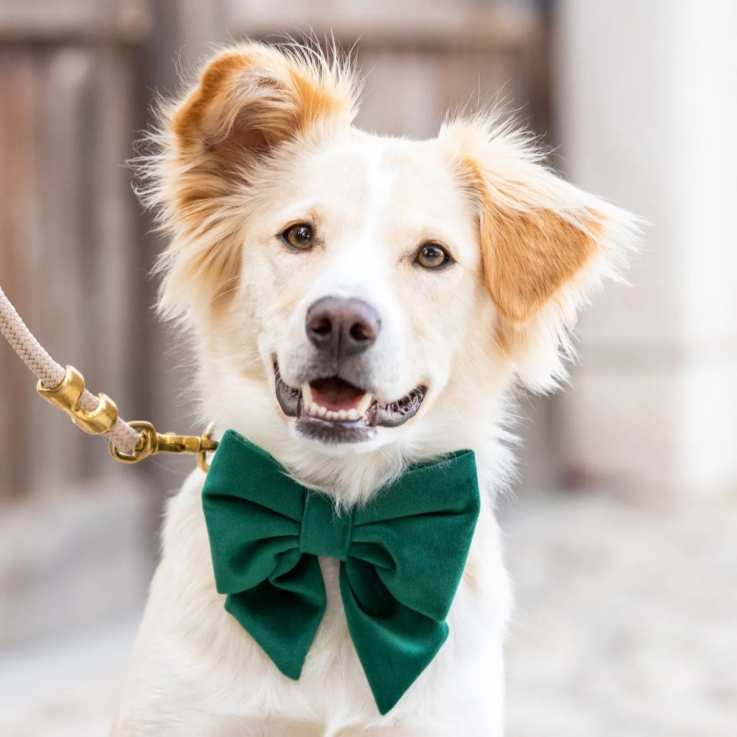 Forest Green Velvet Lady Bow Collar