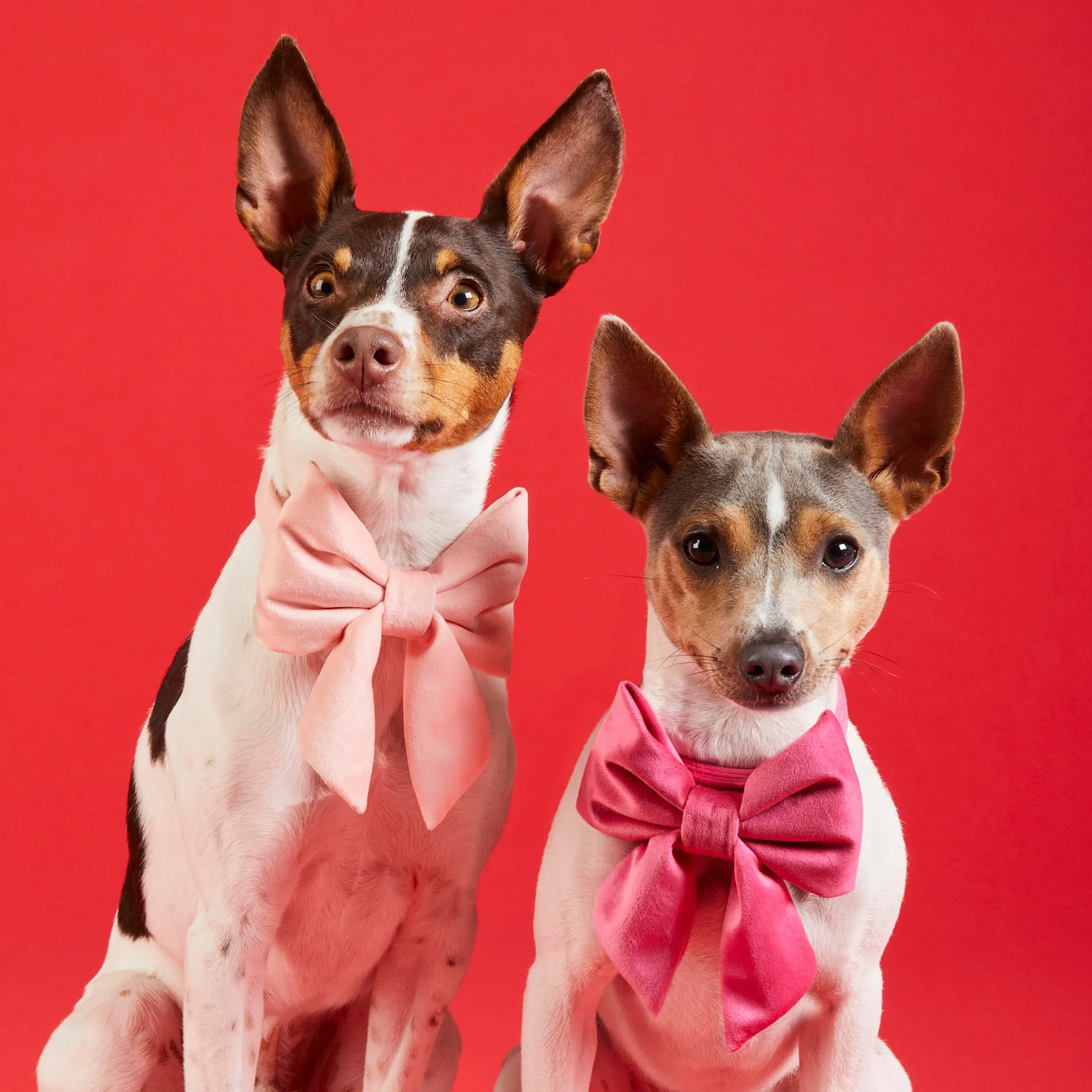 Hot Pink Velvet Lady Bow Collar