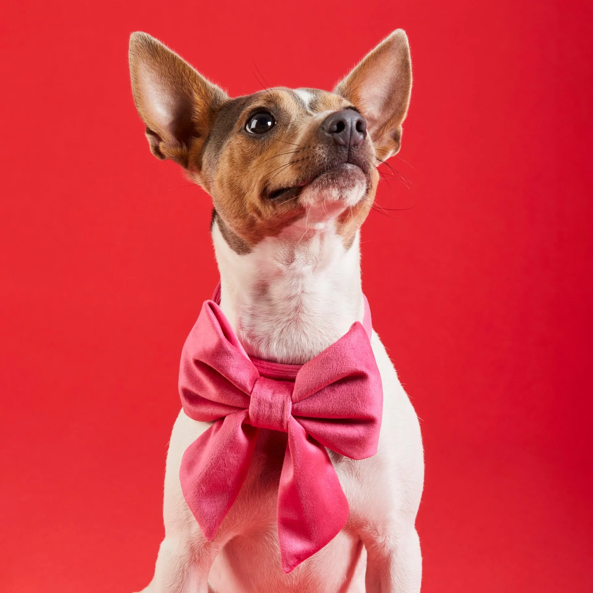 Hot Pink Velvet Lady Dog Bow