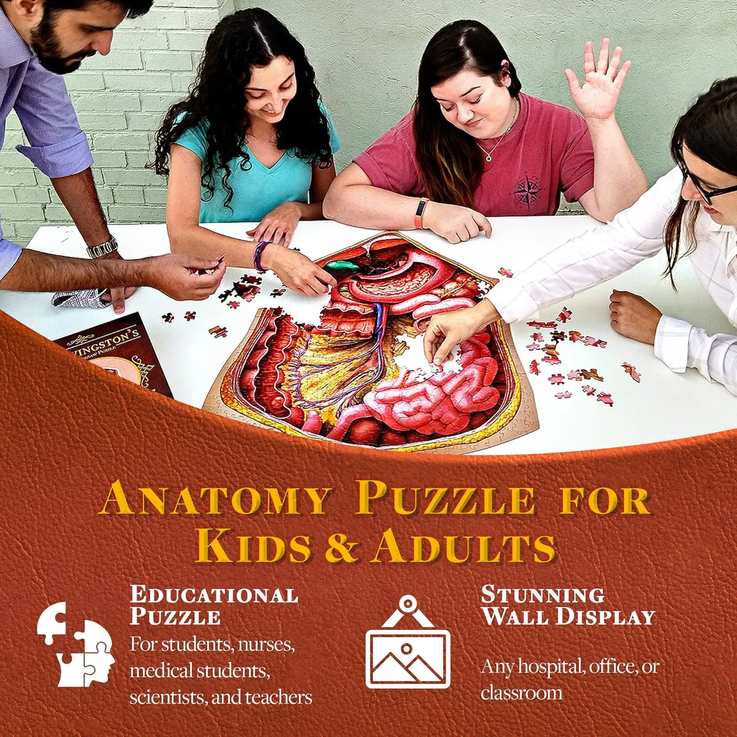 Human Abdomen Anatomy Jigsaw Puzzle | Dr Livingston's Unique Shaped Science Puzzles, Accurate Medical Illustrations of the Body, Organs, Stomach, Liver and Intestines