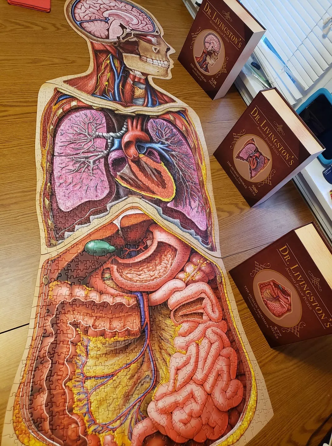 Human Abdomen Anatomy Jigsaw Puzzle | Dr Livingston's Unique Shaped Science Puzzles, Accurate Medical Illustrations of the Body, Organs, Stomach, Liver and Intestines