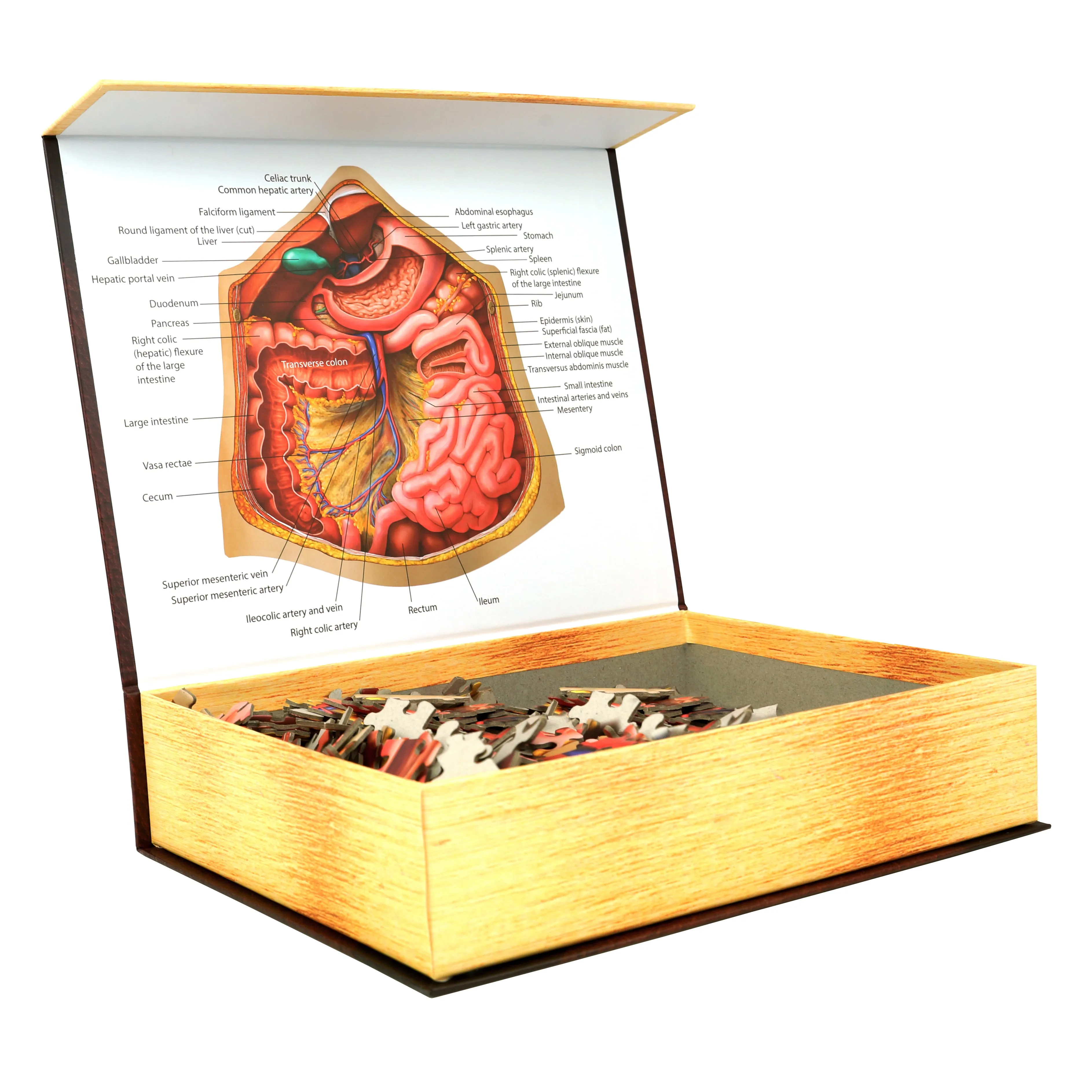 Human Abdomen Anatomy Jigsaw Puzzle | Dr Livingston's Unique Shaped Science Puzzles, Accurate Medical Illustrations of the Body, Organs, Stomach, Liver and Intestines