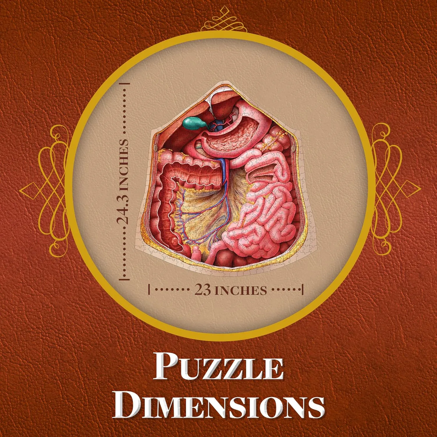 Human Abdomen Anatomy Jigsaw Puzzle | Dr Livingston's Unique Shaped Science Puzzles, Accurate Medical Illustrations of the Body, Organs, Stomach, Liver and Intestines