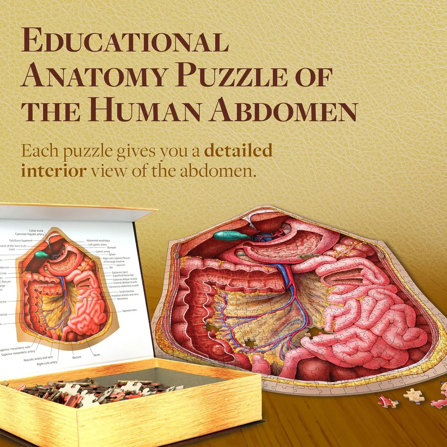 Human Abdomen Anatomy Jigsaw Puzzle | Dr Livingston's Unique Shaped Science Puzzles, Accurate Medical Illustrations of the Body, Organs, Stomach, Liver and Intestines