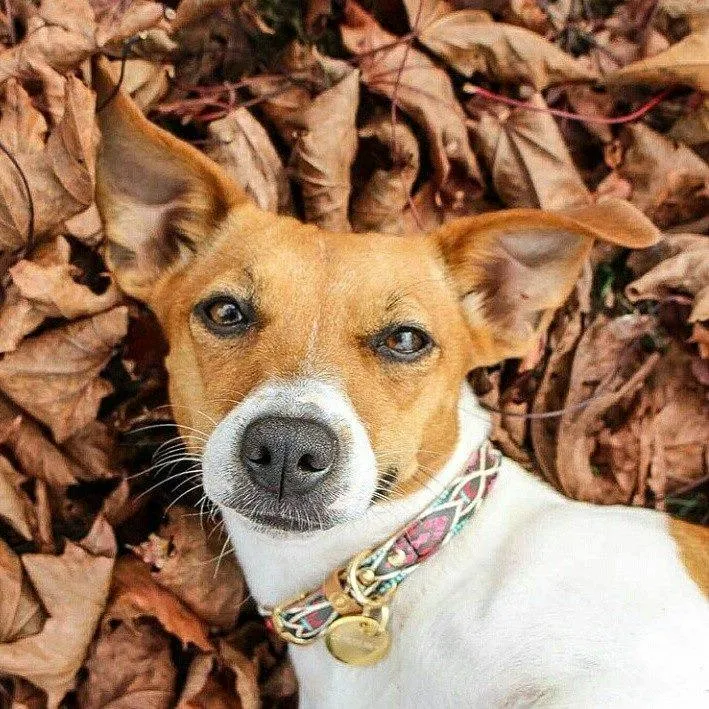 "Boho" Collar & Bracelet