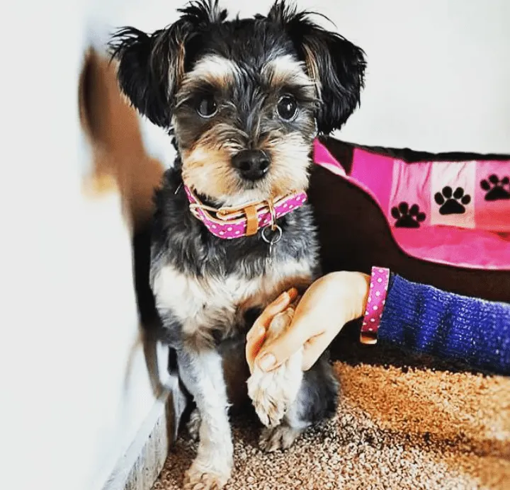 "Pinky Dot" Collar & Bracelet