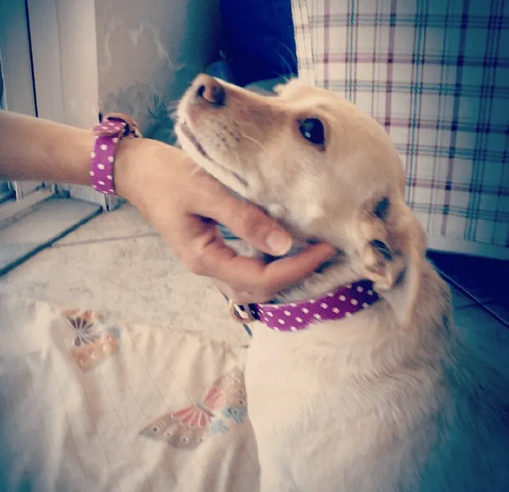 "Pinky Dot" Collar & Bracelet