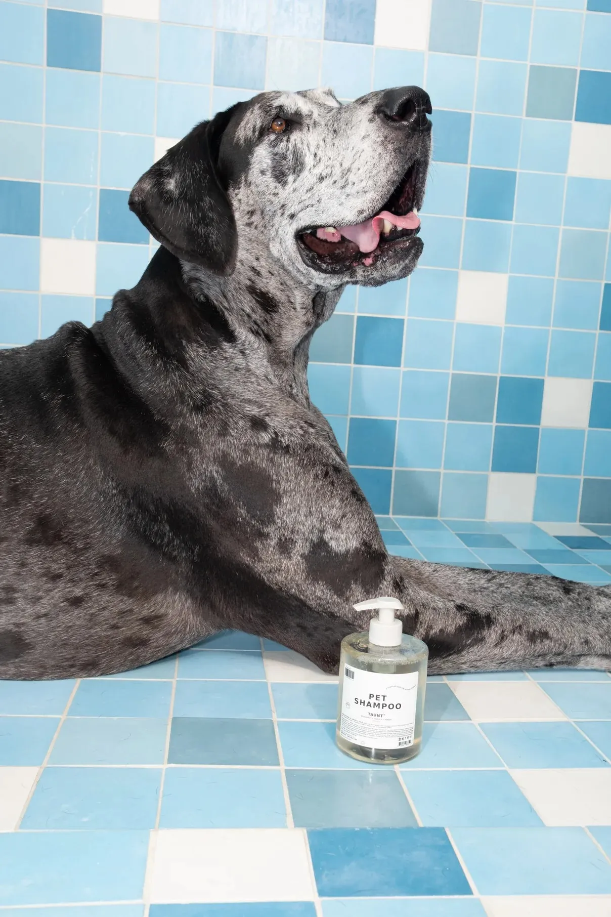 TAUNT PET SHAMPOO