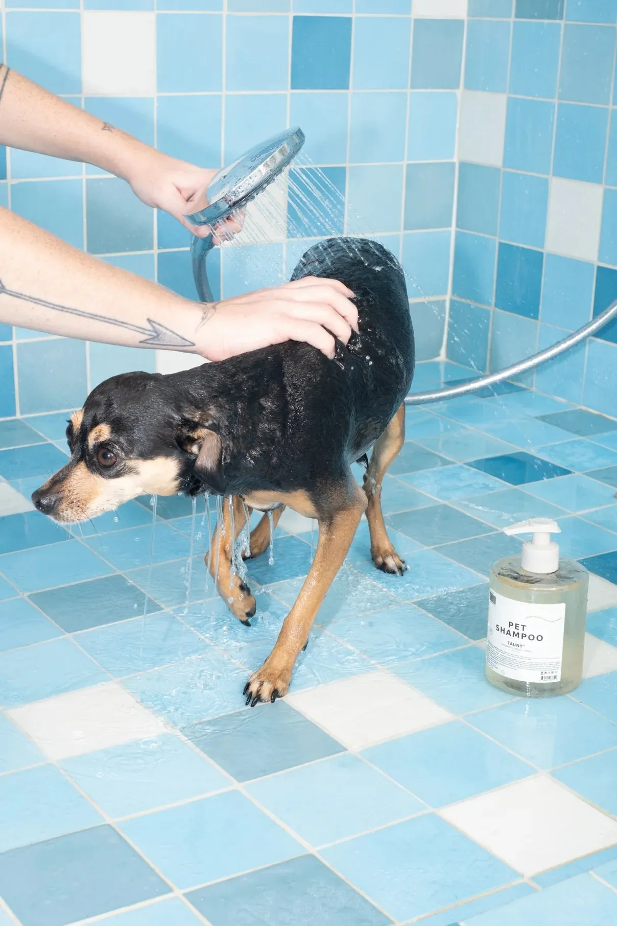 TAUNT PET SHAMPOO